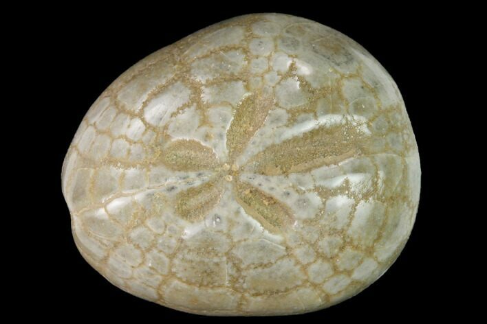 1" Polished, Cretaceous Fossil Echinoids (Sea Urchins) - Photo 1